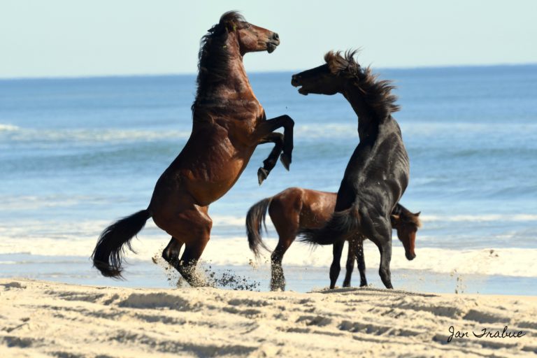 Wild Horses of Currituck – jantrabuephotography.com