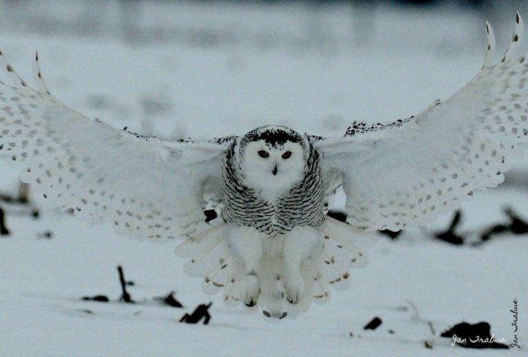 Tundra Ghosts - jantrabuephotography.com