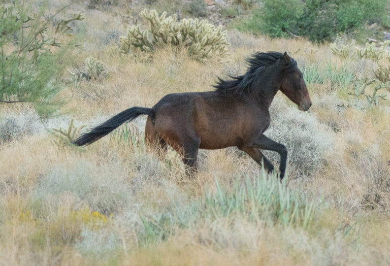 Cerbat Mustangs / Kingman Arizona – jantrabuephotography.com