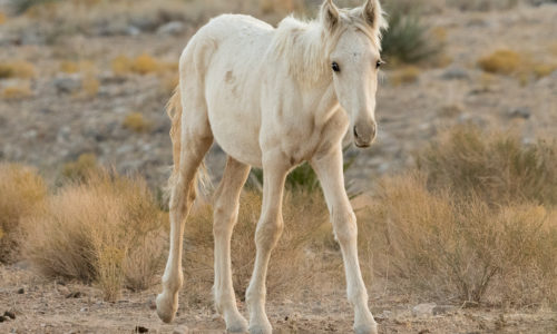 This baby was separated from the herd and was finding his way back. Because of the prevalence of cremello horses Im guessing this baby is a light palamino.