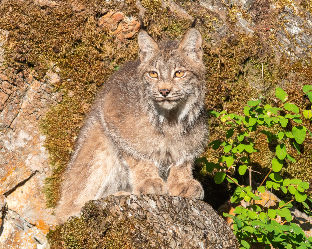 Montana Lynx