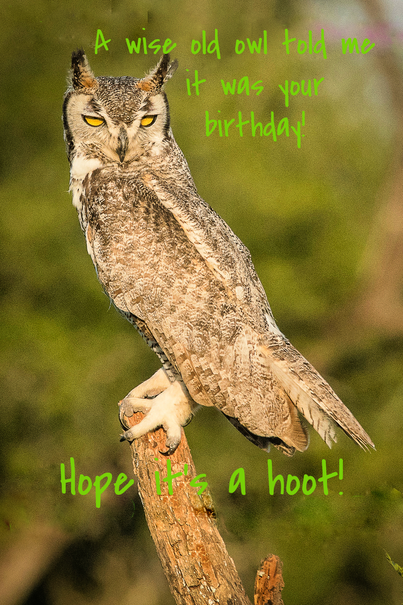 Happy Birthday / Owl - jantrabuephotography.com