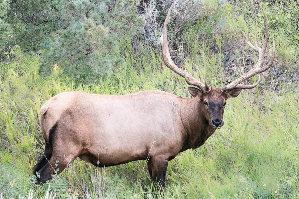 Elk in North Dakota – jantrabuephotography.com