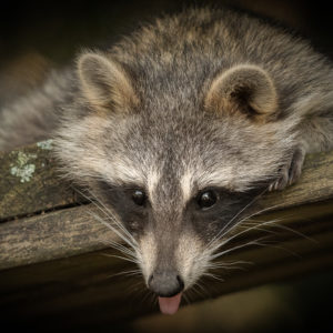 Raccoon