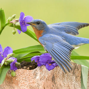 Bluebirds