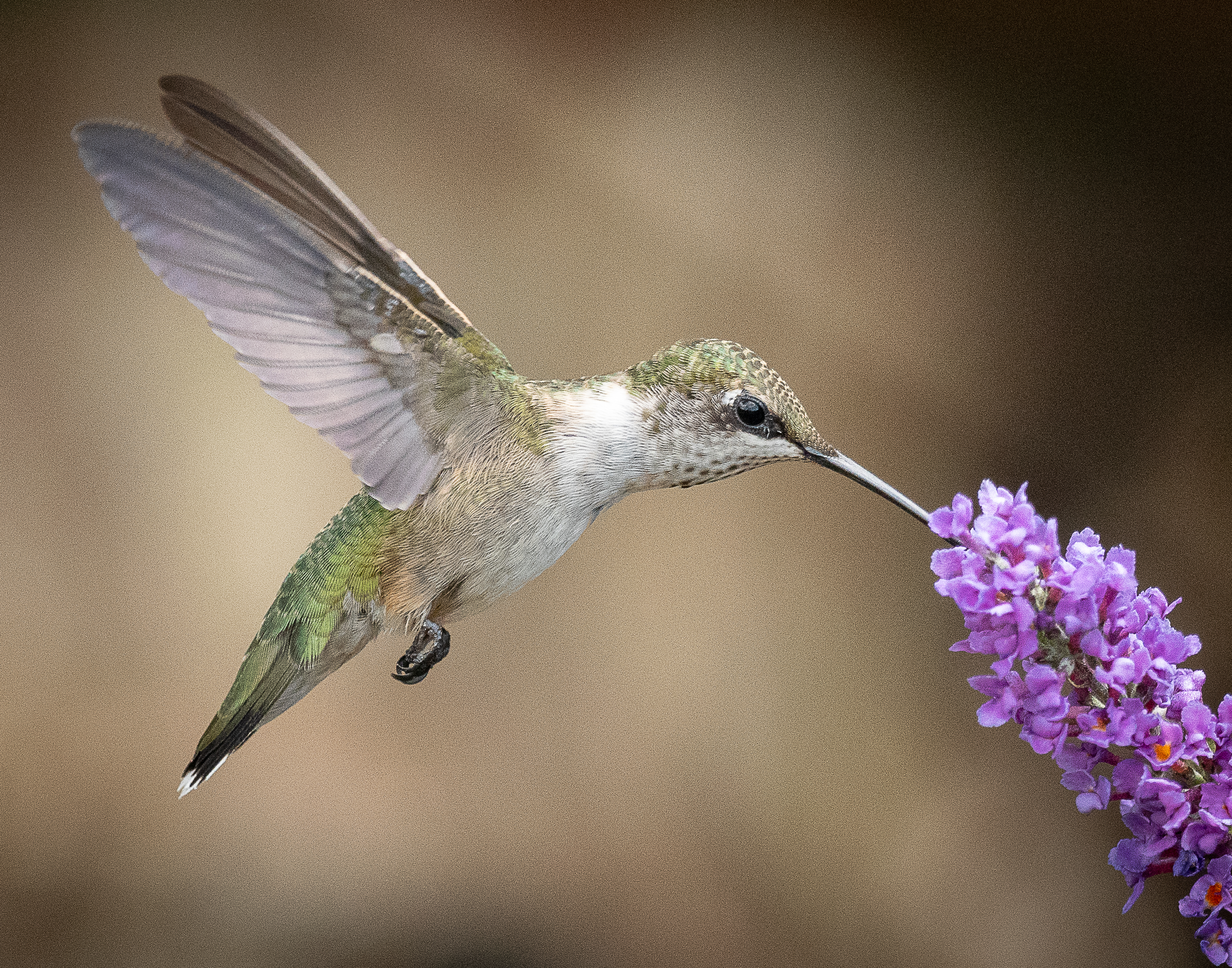 Hummingbird – jantrabuephotography.com