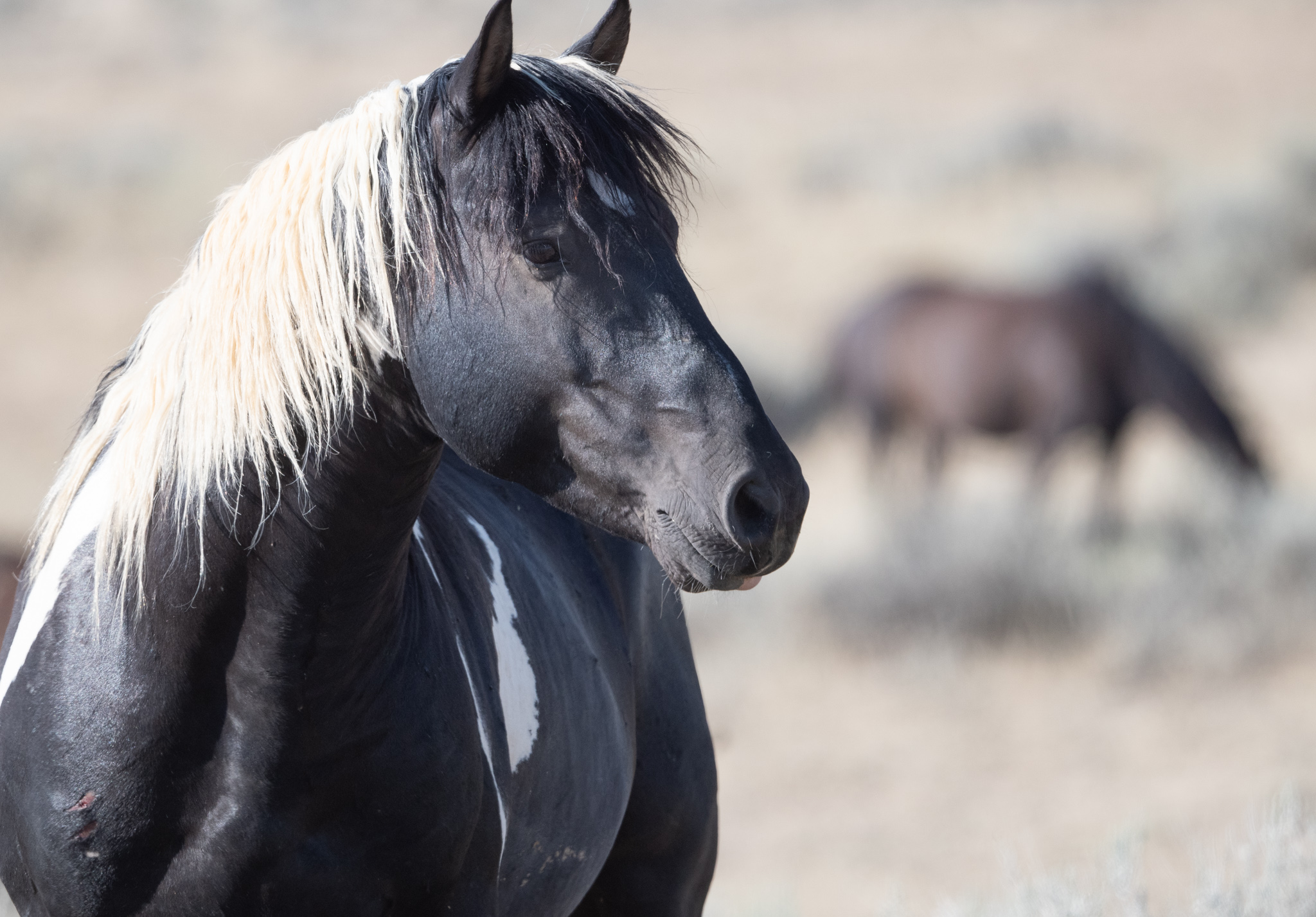 Unbridled Beauty...McCullough Peaks Wild Horses Wyoming